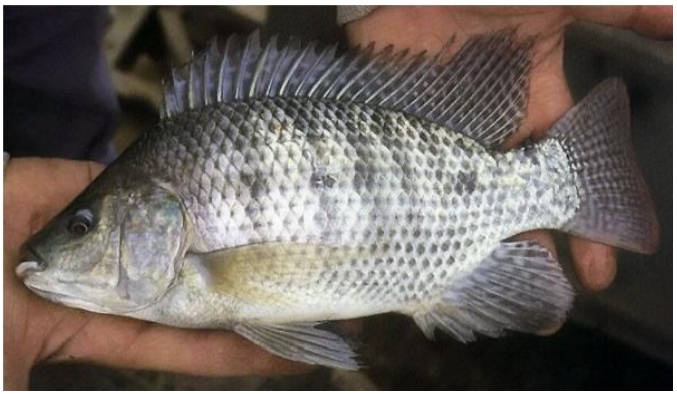 Tilapia del nilo